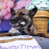 Bone Cookie Cake 7